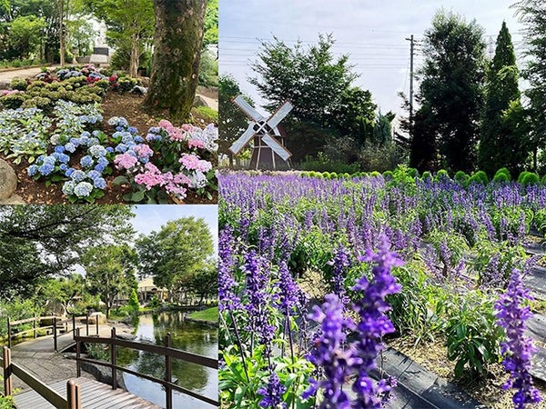 ■【山梨】初夏の花咲く庭園めぐり♪旬のもも狩り食べ放題に大人気の「桔梗信玄餅詰め放題」!スイス&甲州郷土料理ビュッフェにハイジの村&ハーブ庭園散策♪3